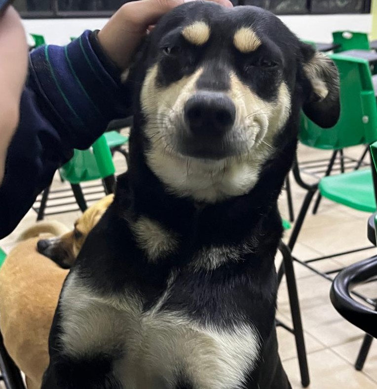 Perro feliz en el cecy